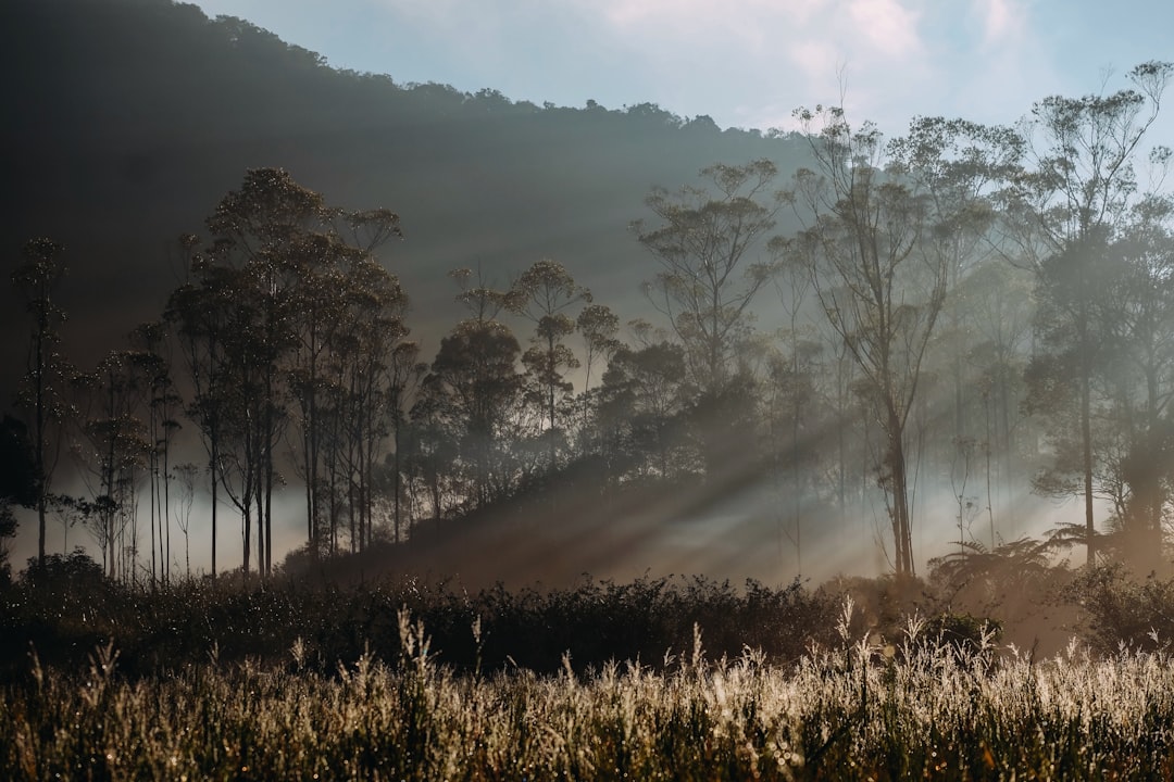 Ilustrasi kawasan hutan Indonesia untuk Operasi Modifikasi Cuaca dan penanganan karhutla Kalimantan Barat